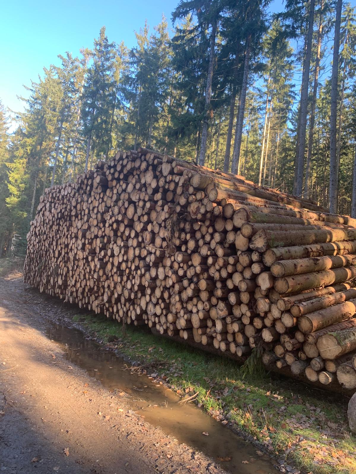 Sauber gestapeltes Holz nach professioneller Baumfällung